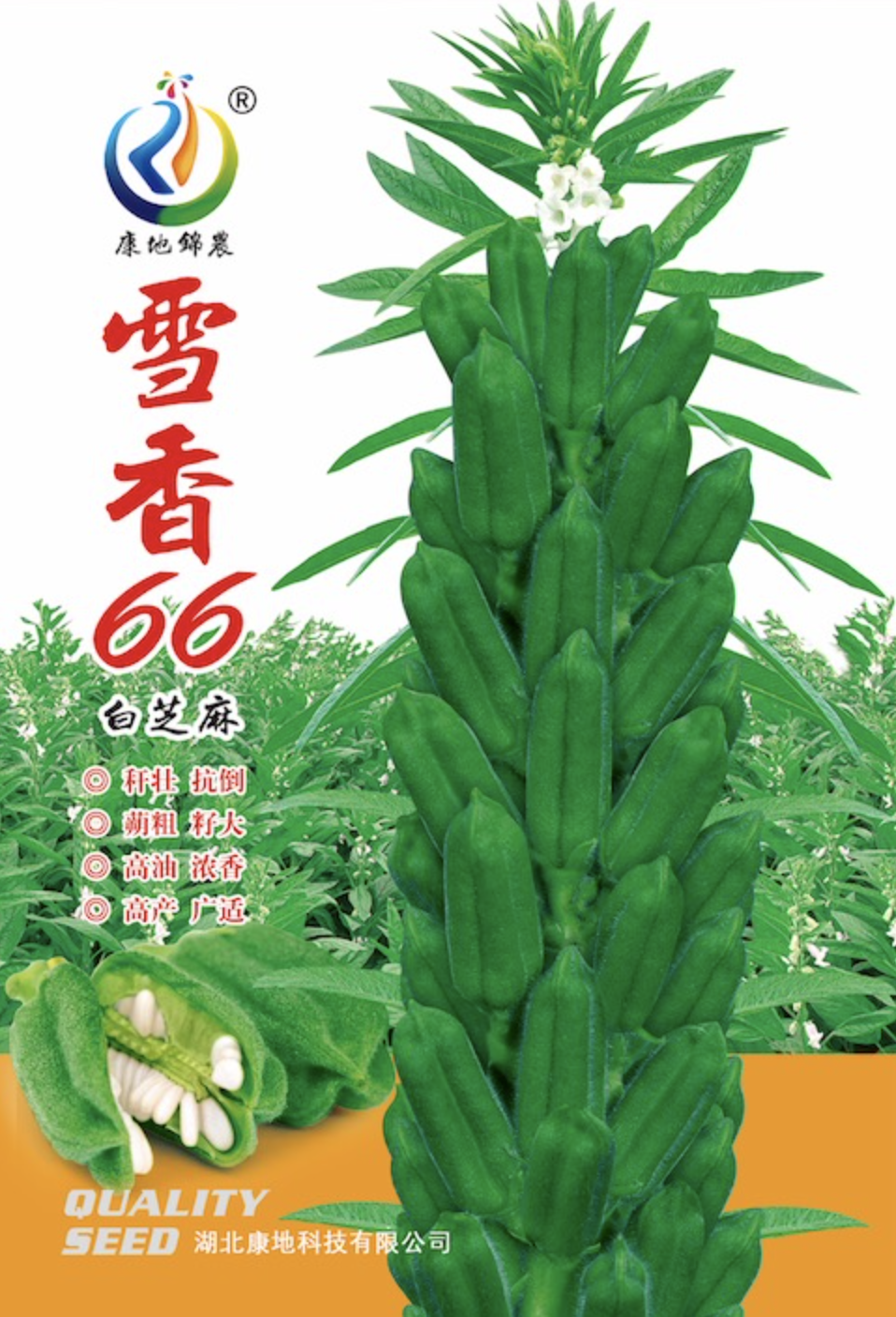 雪香66